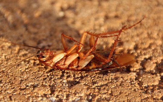 Professionnels de la lutte antiparasitaire : pour quels insectes ?